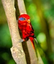 Blue-streaked Lory (Eos reticulata)