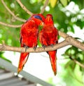 Blue-streaked Lory (Eos reticulata)