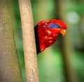 Blue-streaked Lory (Eos reticulata)