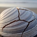 Blue streaks. The shell s surface is textured and the cracks Royalty Free Stock Photo