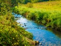 Blue streams on green grass. blooming nature