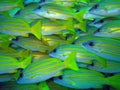 Blue stripe snappers