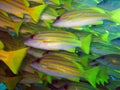 Blue stripe snappers Royalty Free Stock Photo