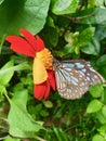 Butterfly sucks nectar from Mexican sunflowers