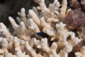 Blue-Striped Dottyback in Acropora humilis Coral Royalty Free Stock Photo