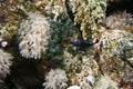 Blue-striped dottyback (pseudochromis springeri) Royalty Free Stock Photo