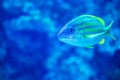 Blue Striped Grunt aquatic exotic aquarium fish macro view still life scene. Royalty Free Stock Photo