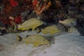 Blue Striped Grunts (Haemulon sciurus) in Cozumel Royalty Free Stock Photo