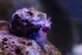 Blue-striped hermit crabs eat Banded Coral Shrimp Royalty Free Stock Photo