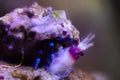 Blue-striped hermit crabs eat Banded Coral Shrimp Royalty Free Stock Photo