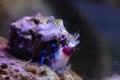 Blue-striped hermit crabs eat Banded Coral Shrimp Royalty Free Stock Photo