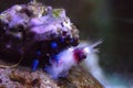 Blue-striped hermit crabs eat Banded Coral Shrimp Royalty Free Stock Photo