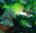 Blue Striped Snapper Royalty Free Stock Photo