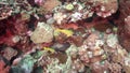 Blue-striped snapper Lutjianus kasmira in coral of Red sea Sudan