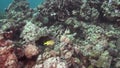 Blue-striped snapper Lutjianus kasmira in coral of Red sea Sudan