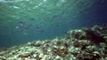 Blue-striped snapper Lutjianus kasmira in coral of Red sea Sudan