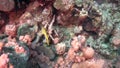 Blue-striped snapper Lutjianus kasmira in coral of Red sea Sudan