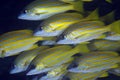 Blue-striped snappers Royalty Free Stock Photo