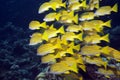 Blue-striped snappers Royalty Free Stock Photo