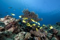 Blue-striped snappers and ocean