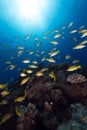 Blue-striped snappers in the Red Sea. Royalty Free Stock Photo