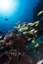 Blue-striped snappers in the Red Sea. Royalty Free Stock Photo