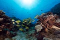 Blue-striped snappers in the Red Sea. Royalty Free Stock Photo