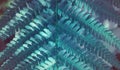 Blue stripped fern close up Royalty Free Stock Photo