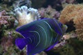 Blue Stripped Tropical Fish Royalty Free Stock Photo