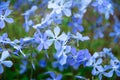 Blue styloid phlox