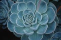 Blue succulent cactus