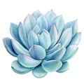 Blue succulent plants watercolor isolated on white background. Watercolor Botanical illustration. Set of echeveria