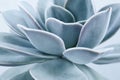 Blue succulent with thick funny leaves, close-up. Echeveria Lilacina plant