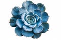 Blue succulent on white background neural network AI generated