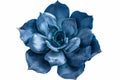 Blue succulent on white background neural network AI generated