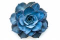 Blue succulent on white background neural network AI generated