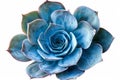 Blue succulent on white background neural network AI generated