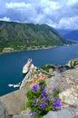 Blue summer flower over Kotor bay Royalty Free Stock Photo