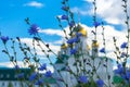 Blue summer flowers on the background of a blurred church Royalty Free Stock Photo