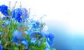 Blue summer flowers Royalty Free Stock Photo