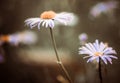 Blue summer flowers closeup Royalty Free Stock Photo