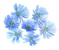 Blue summer flowers on white background Royalty Free Stock Photo