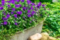 Blue summer flowers in a zink trough in the garden