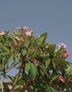 Blue summers sky with pink flowers Royalty Free Stock Photo