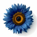 blue sunflower on white background