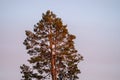 Blue sunset sky with tree. Royalty Free Stock Photo