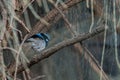 Blue superb fairy wren in the thick of the woods Royalty Free Stock Photo