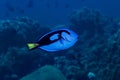 Blue Surgeonfish Paracanthurus hepatus Royalty Free Stock Photo