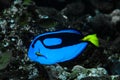Blue Surgeonfish Paracanthurus hepatus Royalty Free Stock Photo