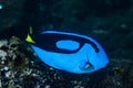 Blue Surgeonfish Paracanthurus hepatus Royalty Free Stock Photo